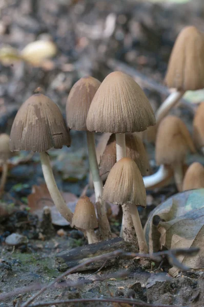 Coprinus Miccaceus Mantarı Ağacın Yanında Yaklaş — Stok fotoğraf