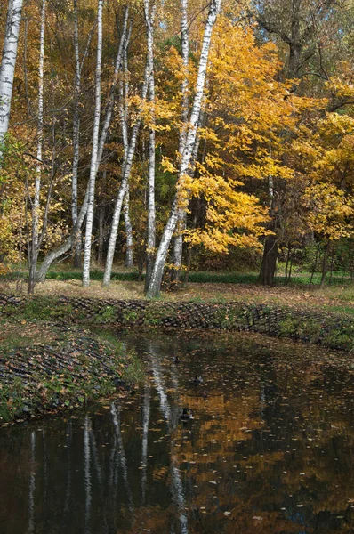 Осенний Пейзаж Парка Сокольники Москве — стоковое фото