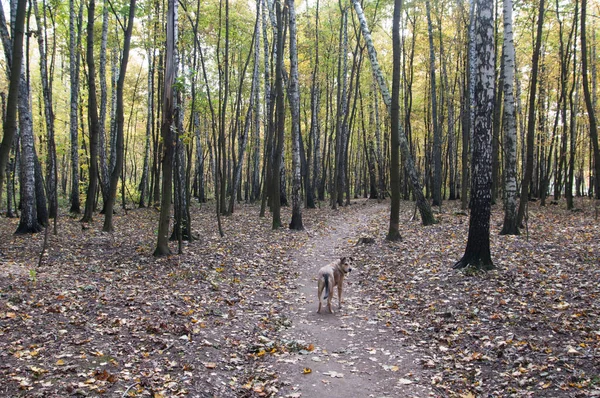 Paesaggio Autunnale Con Cane Nel Parco Sokolniki Mosca Russia — Foto Stock