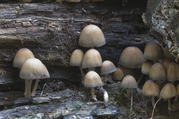 Coprinus Micaceus Mushroom Tree Close — стоковое фото