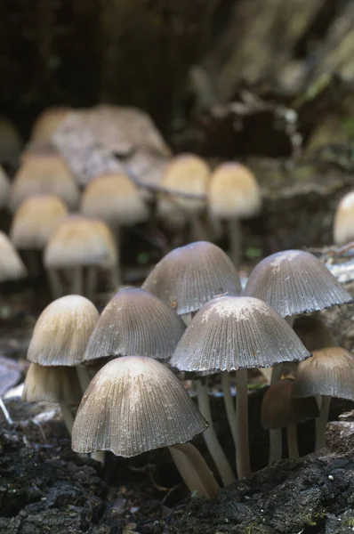 Cogumelo Coprinus Micaceus Perto Árvore Perto — Fotografia de Stock