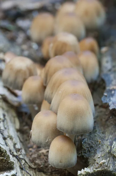 Coprinus Micaceus Mushroom Tree Close — Stock Photo, Image