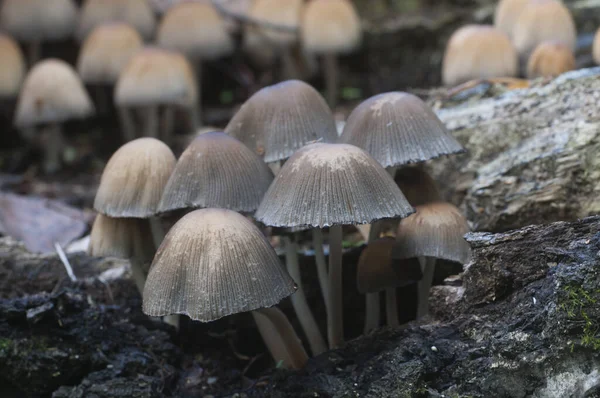 Seta Coprinus Micaceus Cerca Del Árbol Cerca —  Fotos de Stock