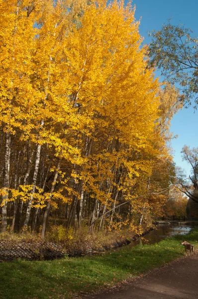 Paisagem Outono Parque Sokolniki Moscou Rússia — Fotografia de Stock