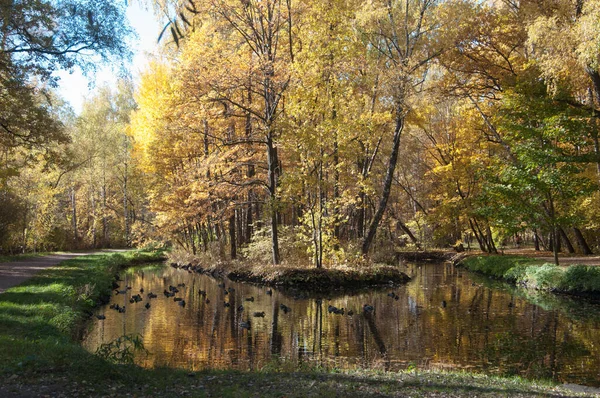 Осенний Пейзаж Парка Сокольники Москве — стоковое фото