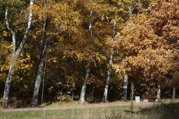 Höstlandskap Sokolniki Park Moskva Ryssland — Stockfoto