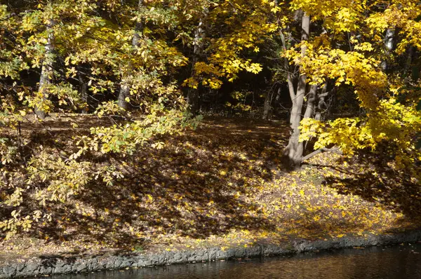 Herbstlandschaft Sokolniki Park Moskau Russland — Stockfoto