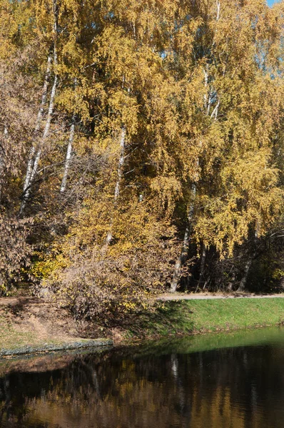 Осенний Пейзаж Парка Сокольники Москве — стоковое фото