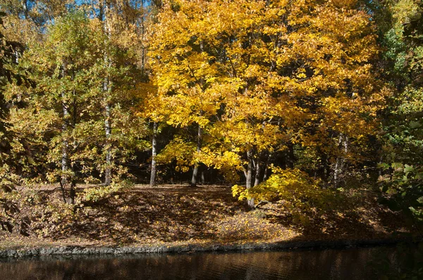 Paisagem Outono Parque Sokolniki Moscou Rússia — Fotografia de Stock