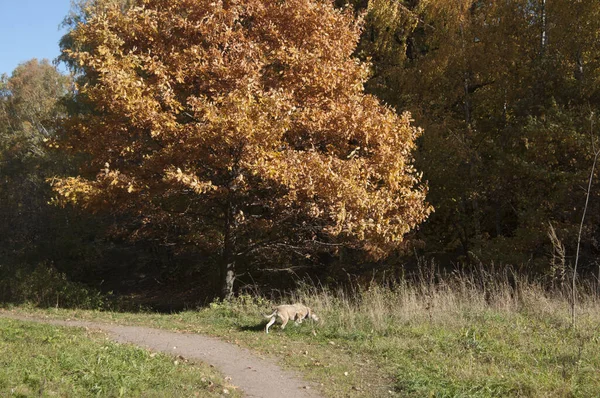 Paesaggio Autunnale Con Cane Nel Parco Sokolniki Mosca Russia — Foto Stock