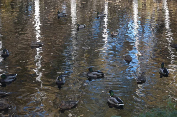 Reflexion Von Herbstbäumen Teich Und Enten — Stockfoto