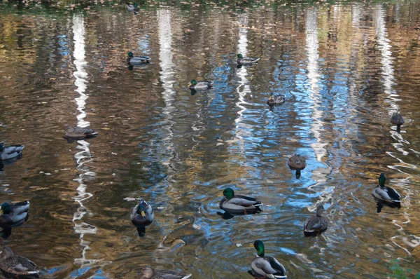池やアヒルの秋の木の反射 — ストック写真