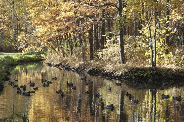 Herbstlandschaft Sokolniki Park Moskau Russland — Stockfoto