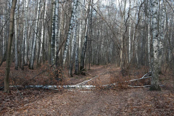 Paisagem Outono Parque Sokolniki Moscou Rússia — Fotografia de Stock