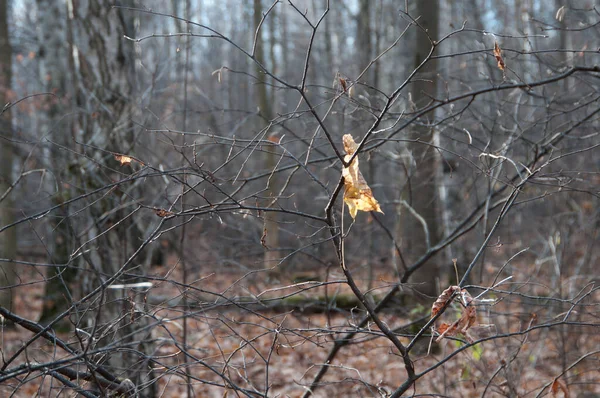 Paisaje Otoñal Parque Sokolniki Moscú Rusia — Foto de Stock