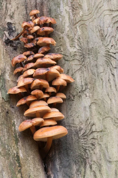 Flammulina Velutipes Setas Tocón Viejo —  Fotos de Stock