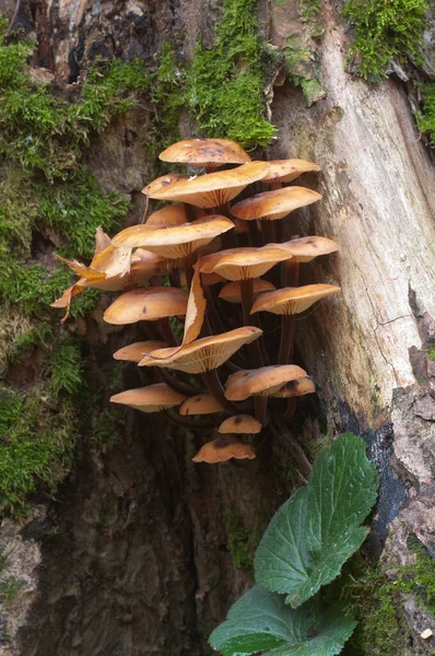Flammulina Velutipes Mushrooms Old Stump — Stock Photo, Image
