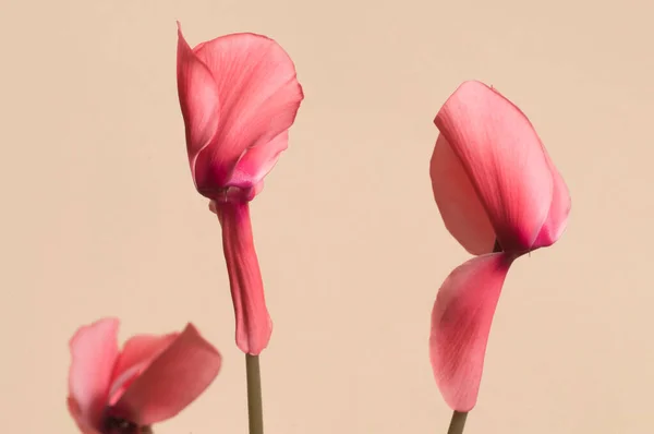 Flores Hojas Ciclamen Primer Plano —  Fotos de Stock