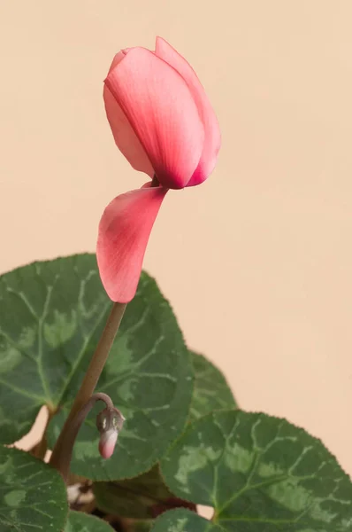 Siklamen Çiçekleri Yaprakları Yakın Çekim — Stok fotoğraf