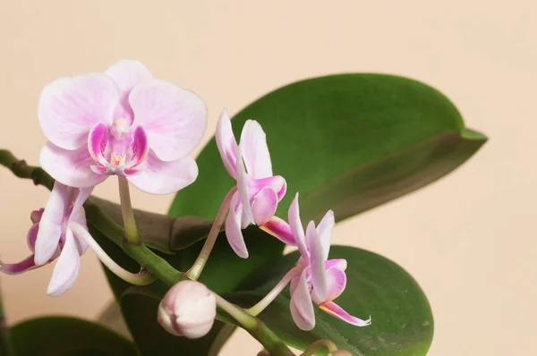 Phalaenopsis Orchid Flowers Brown Background Butterfly Orchid — Stock Photo, Image