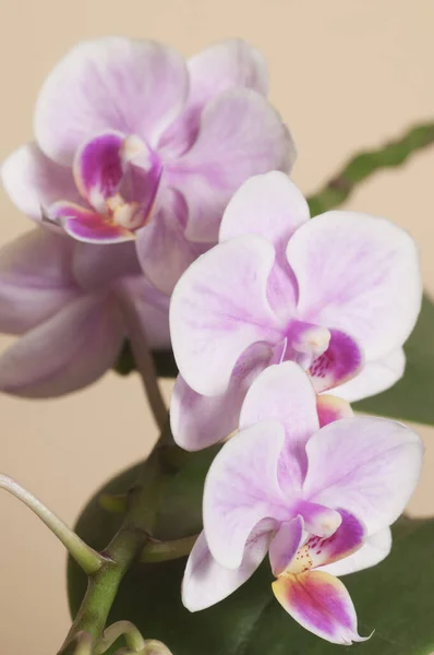 Phalaenopsis Orchid Flowers Brown Background Butterfly Orchid — Stock Photo, Image