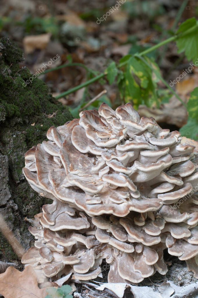 Grifola frondosa, seta poliporosa comestible khown en Extremo Oriente y