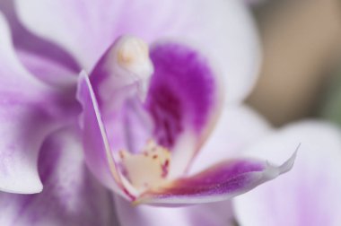 Phalaenopsis orkide çiçekleri gri arkaplanda (kelebek orkidesi)