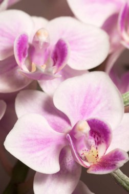 Phalaenopsis orkide çiçekleri gri arkaplanda (kelebek orkidesi)