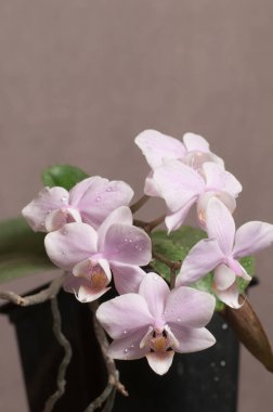 Phalaenopsis orkide çiçekleri gri arkaplanda (kelebek orkidesi)