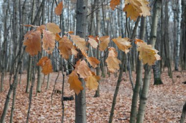 Moskova, Rusya 'daki Sokolniki parkında sonbahar manzarası
