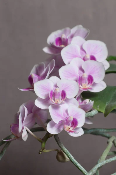 Phalaenopsis Orchidea Virágok Szürke Alapon Pillangó Orchidea — Stock Fotó