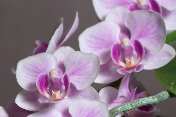 Flores Orquídea Phalaenopsis Fundo Cinza Orquídea Borboleta — Fotografia de Stock