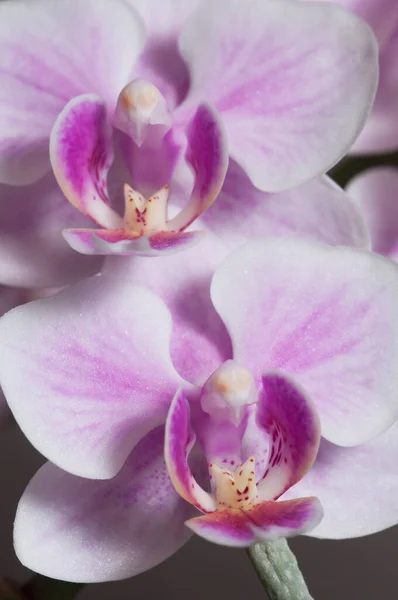 Flores Orquídea Phalaenopsis Fundo Cinza Orquídea Borboleta — Fotografia de Stock