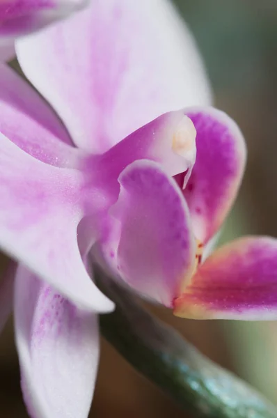 Flores Orquídea Phalaenopsis Fundo Cinza Orquídea Borboleta — Fotografia de Stock