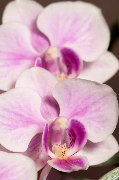 Flores Orquídea Phalaenopsis Fundo Cinza Orquídea Borboleta — Fotografia de Stock