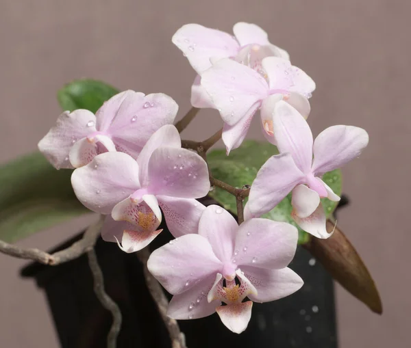 Phalaenopsis Orchidee Bloemen Een Grijze Achtergrond Vlinder Orchidee — Stockfoto