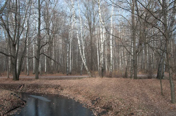 Höstlandskap Sokolniki Park Moskva Ryssland — Stockfoto