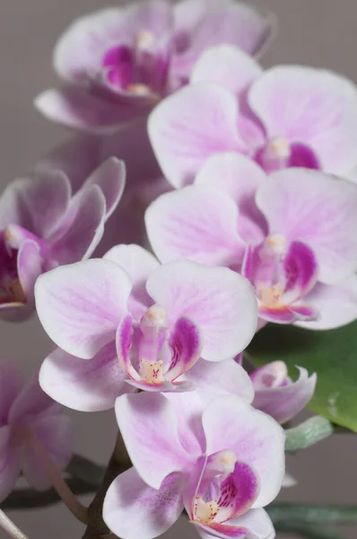 Flores Orquídea Phalaenopsis Fundo Cinza Orquídea Borboleta — Fotografia de Stock