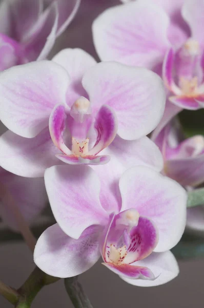 Phalaenopsis Orchidee Kwiaty Szarym Tle Orchidea Motyl — Zdjęcie stockowe