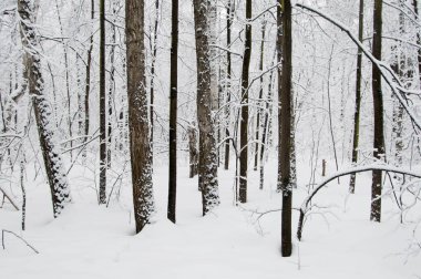 Kar fırtınasından sonra parkı olan kış manzarası