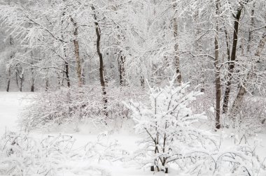 Kar fırtınasından sonra parkı olan kış manzarası