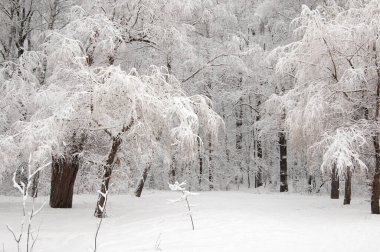 Kar fırtınasından sonra parkı olan kış manzarası