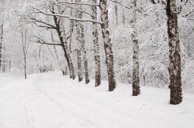 Winter landscape with a park  after snowstorm clipart