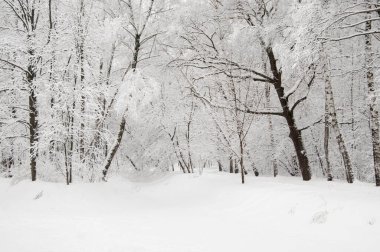 Kar fırtınasından sonra parkı olan kış manzarası