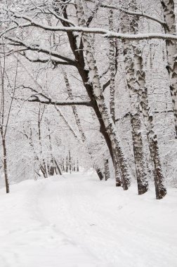 Kar fırtınasından sonra parkı olan kış manzarası