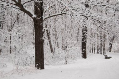 Kar fırtınasından sonra parkı olan kış manzarası