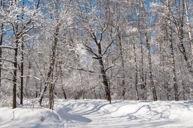 Kar fırtınasından sonra parkı olan kış manzarası