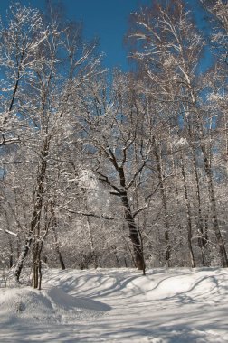 Kar fırtınasından sonra parkı olan kış manzarası