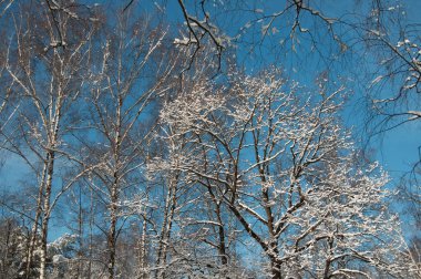 Kar fırtınasından sonra parkı olan kış manzarası