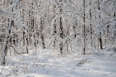 Kar fırtınasından sonra parkı olan kış manzarası